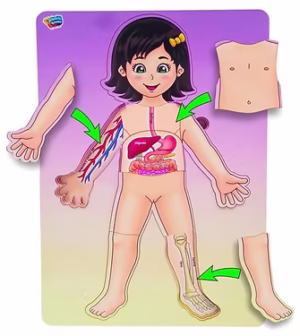 ROMPECABEZAS NIVELES PARTES DEL CUERPO NIÑA