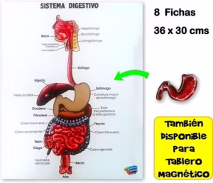 ROMPECABEZAS SISTEMA DIGESTIVO PARA ENCAJAR