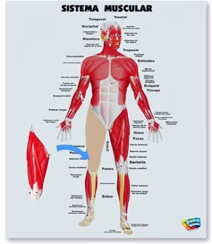 ROMPECABEZAS SISTEMA MUSCULAR PARA ENCAJAR